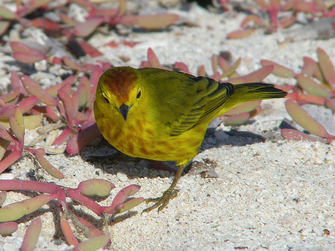 Galapagos 1-2-08 Bachas Yellow Warbler